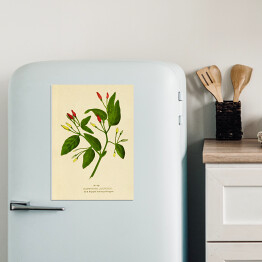 Magnes dekoracyjny Papryka roczna - ryciny botaniczne