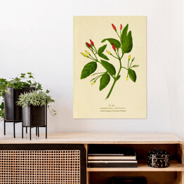 Plakat samoprzylepny Papryka roczna - ryciny botaniczne