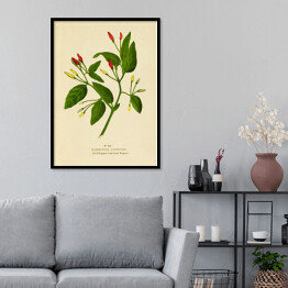 Plakat w ramie Papryka roczna - ryciny botaniczne