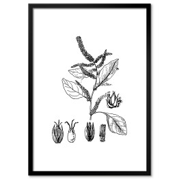 Obraz klasyczny Czerwony szpinak - czarno białe ryciny botaniczne