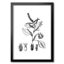 Obraz w ramie Czerwony szpinak - czarno białe ryciny botaniczne