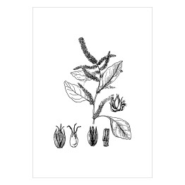 Plakat samoprzylepny Czerwony szpinak - czarno białe ryciny botaniczne