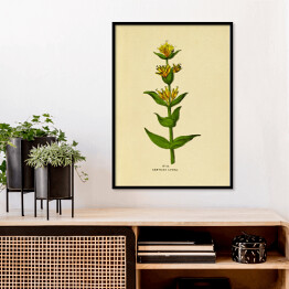 Plakat w ramie Goryczka żółta - ryciny botaniczne