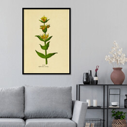 Plakat w ramie Goryczka żółta - ryciny botaniczne