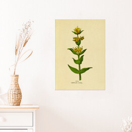 Plakat Goryczka żółta - ryciny botaniczne