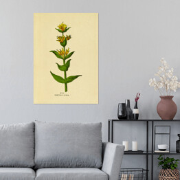 Plakat samoprzylepny Goryczka żółta - ryciny botaniczne