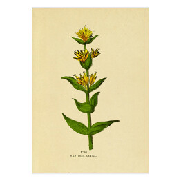 Plakat samoprzylepny Goryczka żółta - ryciny botaniczne
