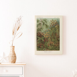 Obraz na płótnie Dżungla krajobraz vintage Ernst Haeckel Reprodukcja obrazu