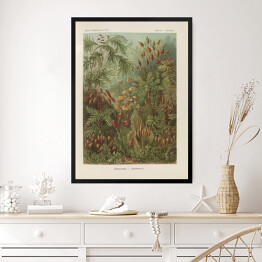 Obraz w ramie Dżungla krajobraz vintage Ernst Haeckel Reprodukcja obrazu