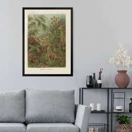 Obraz w ramie Dżungla krajobraz vintage Ernst Haeckel Reprodukcja obrazu