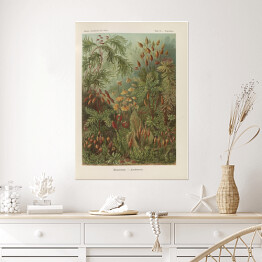 Plakat Dżungla krajobraz vintage Ernst Haeckel Reprodukcja obrazu