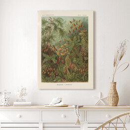 Obraz klasyczny Dżungla krajobraz vintage Ernst Haeckel Reprodukcja obrazu