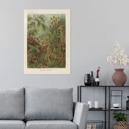 Plakat samoprzylepny Dżungla krajobraz vintage Ernst Haeckel Reprodukcja obrazu