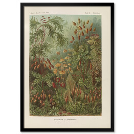 Plakat w ramie Dżungla krajobraz vintage Ernst Haeckel Reprodukcja obrazu
