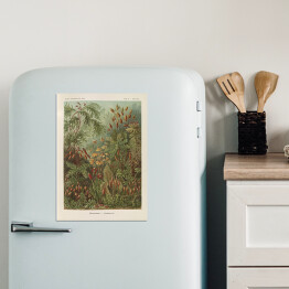 Magnes dekoracyjny Dżungla krajobraz vintage Ernst Haeckel Reprodukcja obrazu