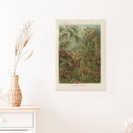Plakat samoprzylepny Dżungla krajobraz vintage Ernst Haeckel Reprodukcja obrazu