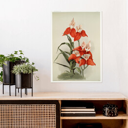 Plakat F. Sander Orchidea no 31. Reprodukcja