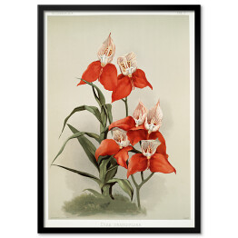 Obraz klasyczny F. Sander Orchidea no 31. Reprodukcja