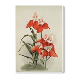 Obraz na płótnie F. Sander Orchidea no 31. Reprodukcja