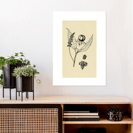 Plakat samoprzylepny Szkarłatka - ryciny z roślinnością