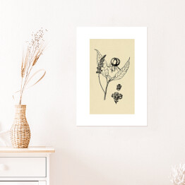 Plakat samoprzylepny Szkarłatka - ryciny z roślinnością