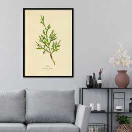 Plakat w ramie Jałowiec sabiński - ryciny botaniczne
