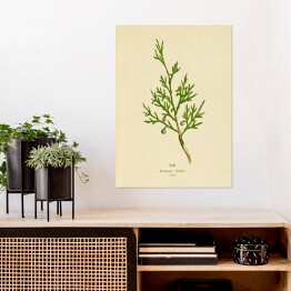 Plakat Jałowiec sabiński - ryciny botaniczne