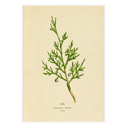 Plakat samoprzylepny Jałowiec sabiński - ryciny botaniczne
