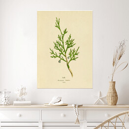 Plakat Jałowiec sabiński - ryciny botaniczne