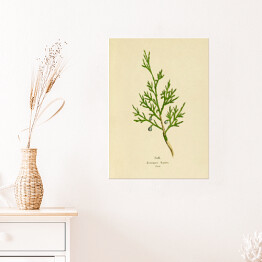 Plakat samoprzylepny Jałowiec sabiński - ryciny botaniczne