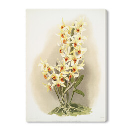 Obraz na płótnie F. Sander Orchidea no 28. Reprodukcja
