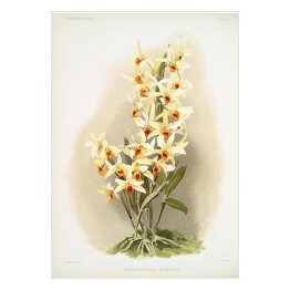Plakat samoprzylepny F. Sander Orchidea no 28. Reprodukcja