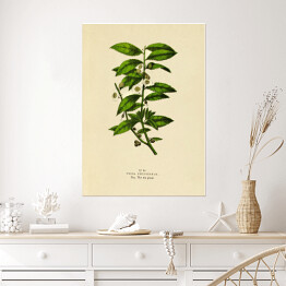 Plakat Herbata chińska - ryciny botaniczne