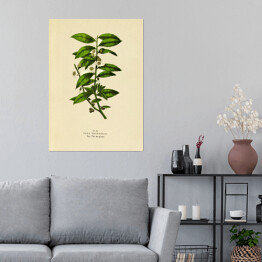Plakat samoprzylepny Herbata chińska - ryciny botaniczne