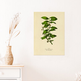 Plakat Herbata chińska - ryciny botaniczne