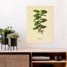 Plakat samoprzylepny Herbata chińska - ryciny botaniczne