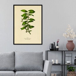 Plakat w ramie Herbata chińska - ryciny botaniczne