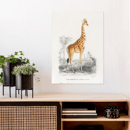 Plakat Żyrafa akwarela Ilustracja z żyrafą na safari
