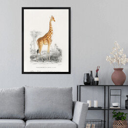 Obraz w ramie Żyrafa akwarela Ilustracja z żyrafą na safari