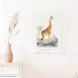 Plakat samoprzylepny Żyrafa akwarela Ilustracja z żyrafą na safari