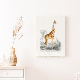 Obraz klasyczny Żyrafa akwarela Ilustracja z żyrafą na safari