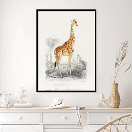 Plakat w ramie Żyrafa akwarela Ilustracja z żyrafą na safari