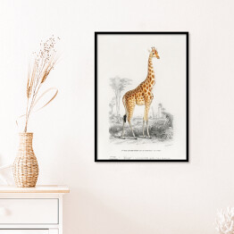 Plakat w ramie Żyrafa akwarela Ilustracja z żyrafą na safari