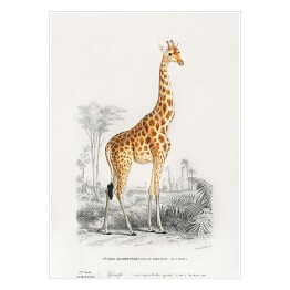 Plakat samoprzylepny Żyrafa akwarela Ilustracja z żyrafą na safari