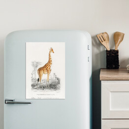Magnes dekoracyjny Żyrafa akwarela Ilustracja z żyrafą na safari