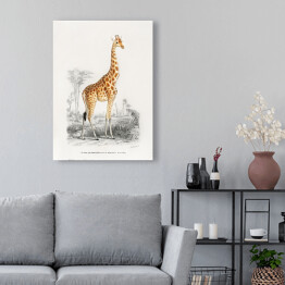 Obraz na płótnie Żyrafa akwarela Ilustracja z żyrafą na safari