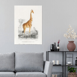 Plakat Żyrafa akwarela Ilustracja z żyrafą na safari