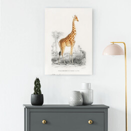 Obraz klasyczny Żyrafa akwarela Ilustracja z żyrafą na safari