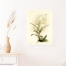 Plakat samoprzylepny F. Sander Orchidea no 37. Reprodukcja