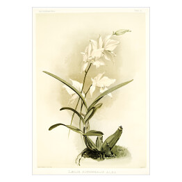Plakat samoprzylepny F. Sander Orchidea no 37. Reprodukcja
